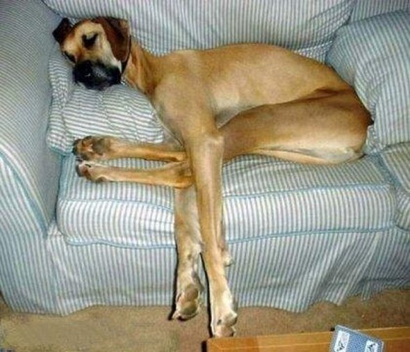 ugliest-dog-in-the-world-12.jpg