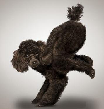 yogadogs3.jpg