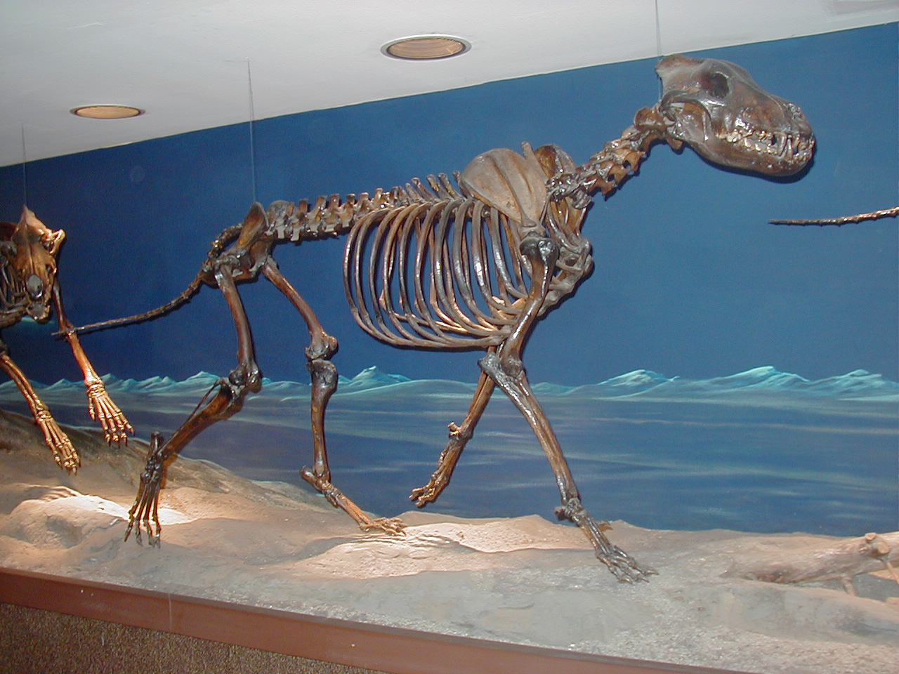 Canis_dirus_La_Brea.jpg