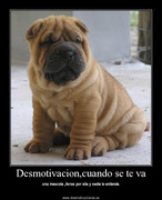 1240930662_Shar_Pei.jpg