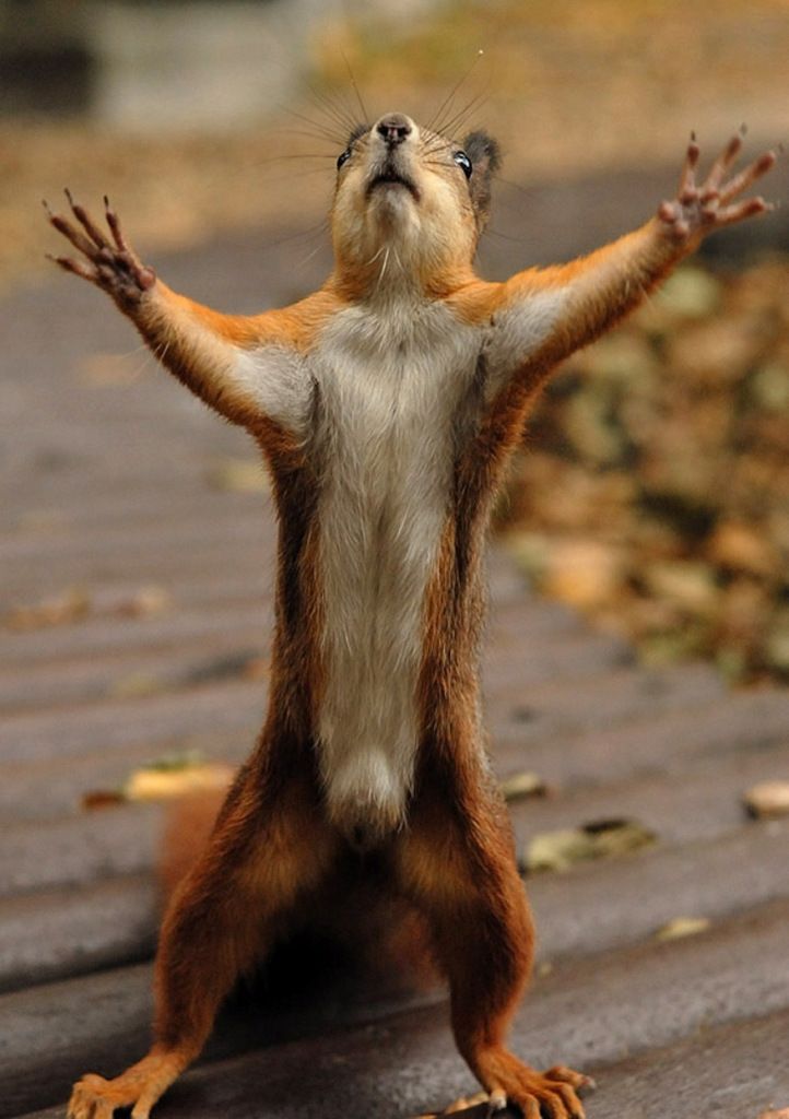 ComicalAnimals-0622.jpg