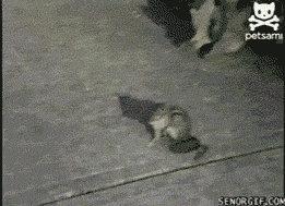 tumblr_m48izvnbvP1r3gb3zo1_400.gif