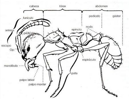 morfologia-hormigas.jpg