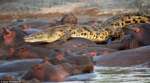 croc-killed-by-hippos-vaclav-silha-16-11-20091.jpg