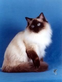 gato-ragdoll.jpg