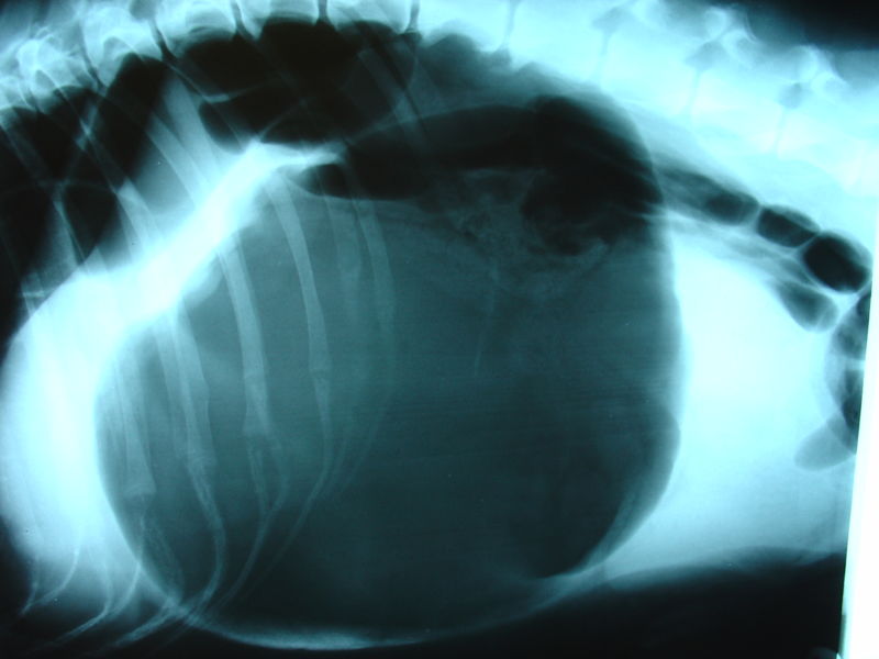 800px-Bloat_x-ray.JPG