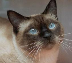 gato_siam%C3%A9s.jpg