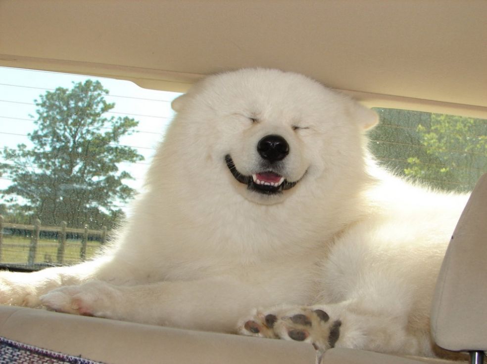 ComicalAnimals-0403.jpg