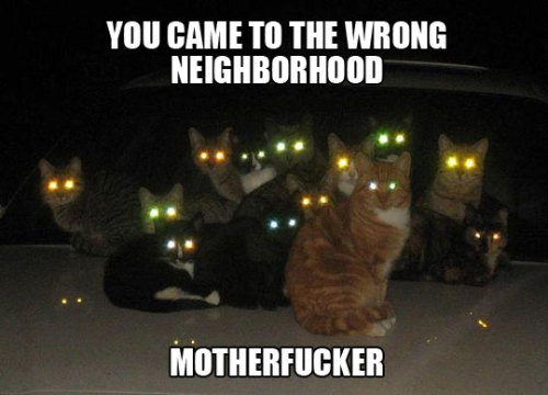 tumblr_luehvfX0Q11r5hb9jo1_500.jpg