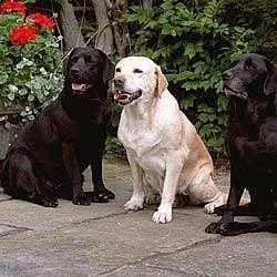 labradorretriever.jpg
