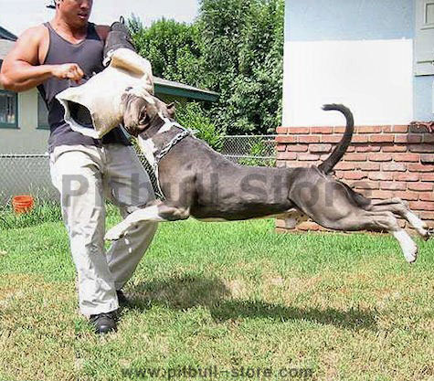 bite-sleeve-for-pitbull-training-working_LRG.jpg