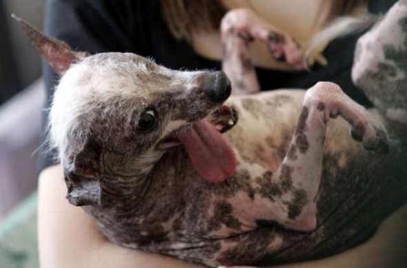 ugliest-dog-in-the-world-03.jpg