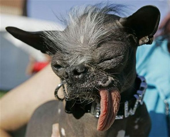 ugliest-dog-in-the-world-08.jpg