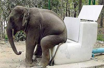 elefante_cagando.jpg