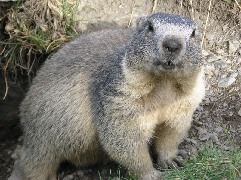 marmota_marmota_alpes2.jpg
