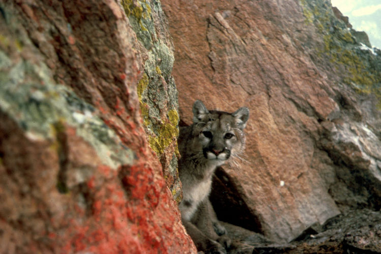 FWS-Confirms-the-Eastern-Cougar-Went-Extinct-2.jpg