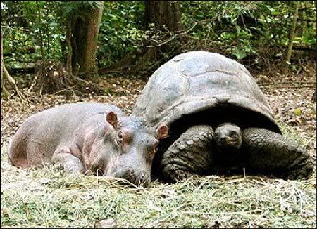 tortu01.jpg