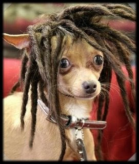 PERRO_RASTA.jpg