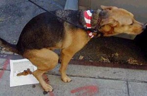 perro-cagando-a1bf89.jpg