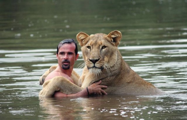 lion_swim03.jpg