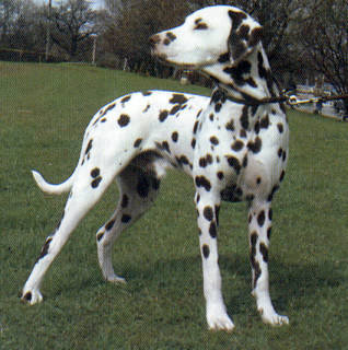 0dalmata.jpg