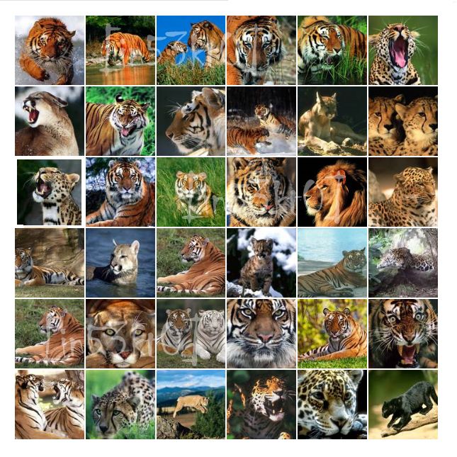 Wild_Cats.jpg