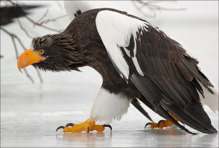 when_bears_and_eagles_go_fishing_01.jpg