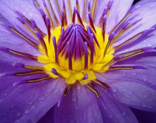 3216527-3-passionate-purple.jpg