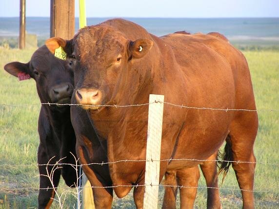 beefalo.JPG