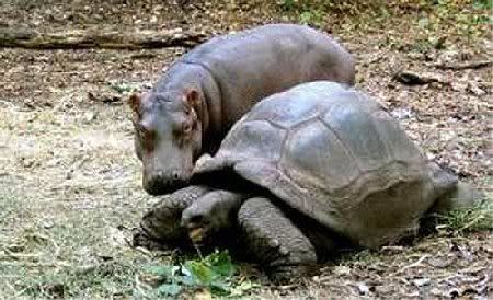 tortu04.jpg