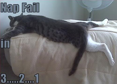 b124a_funny-pictures-cat-is-about-t.jpg
