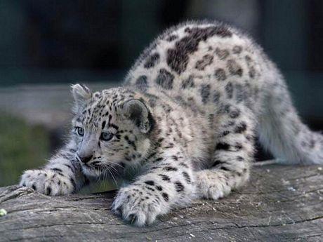 leopardo-de-la-nieve.jpg