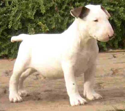 bull_terrier_08a.jpg