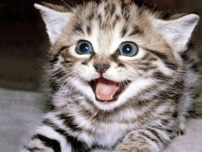 gato-feliz.jpg
