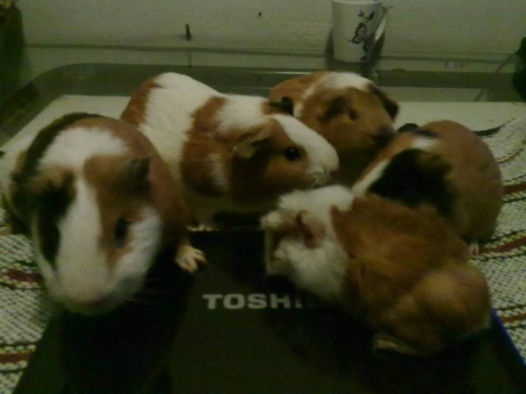 27062011135.jpg