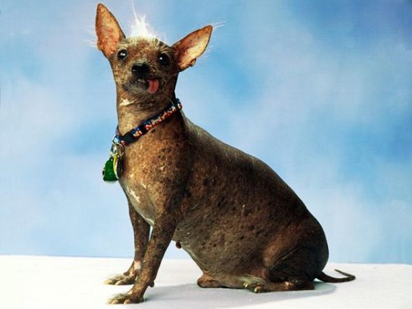 ugliest-dog-in-the-world-14.jpg