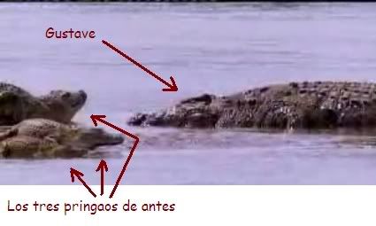 Croc2.jpg