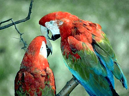 loros1.jpg