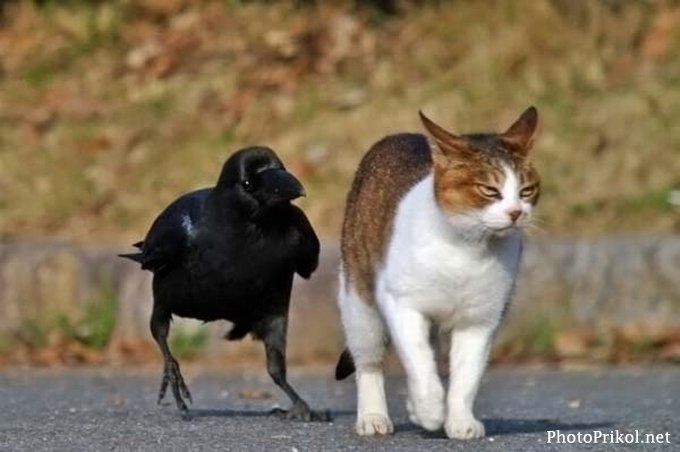 ComicalAnimals-0665.jpg