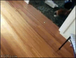 tumblr_m1oip2yEyV1qdlh1io1_400.gif