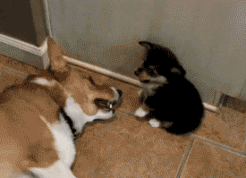 tumblr_m0d9zlJW9I1qa8o34o1_400.gif