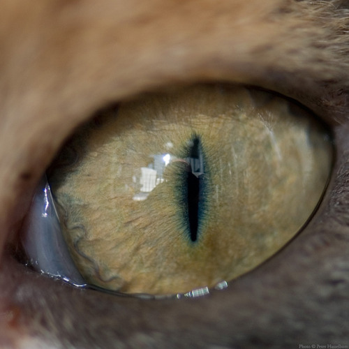 tumblr_luep4j4aY71r189uao1_500.jpg