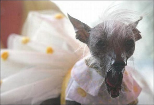 ugliest-dog-in-the-world-02.jpg