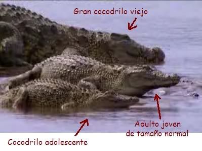 croc1.jpg