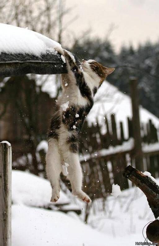 About_To_Fail_Cat.jpg
