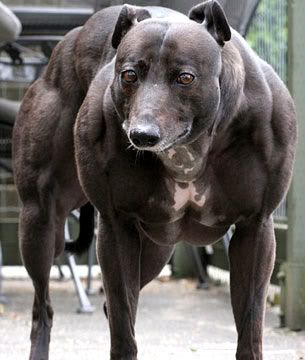 perro_musculoso.jpg