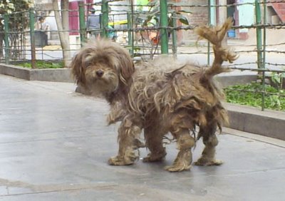 perrito.jpg
