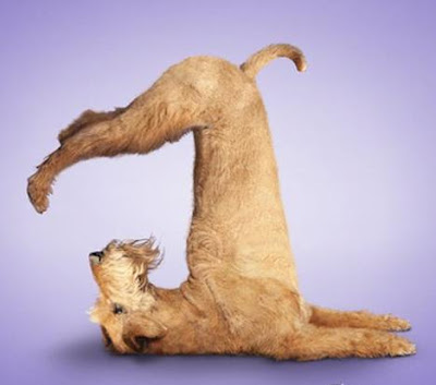 yogadogs12.jpg