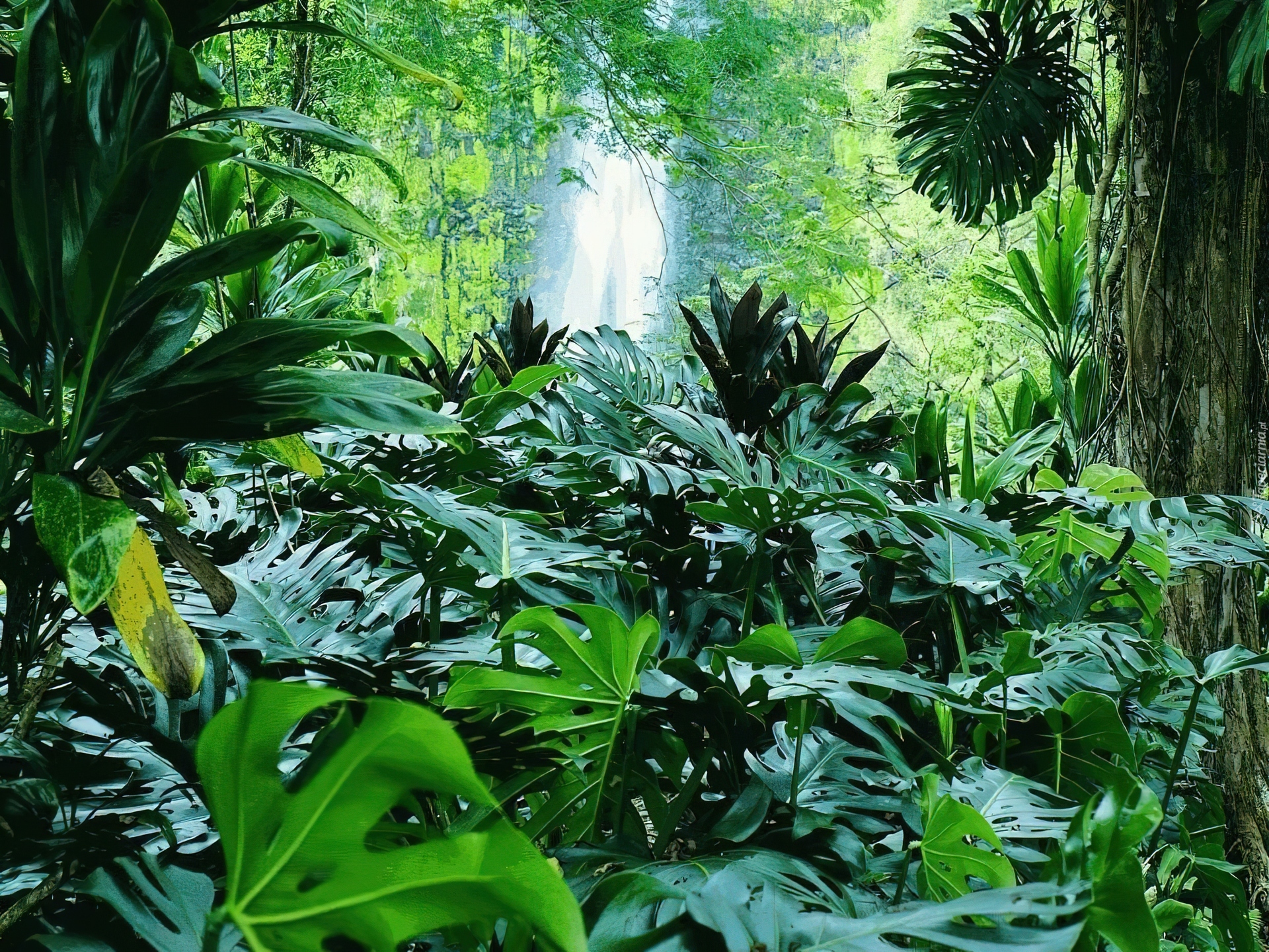 781_jungla.jpg