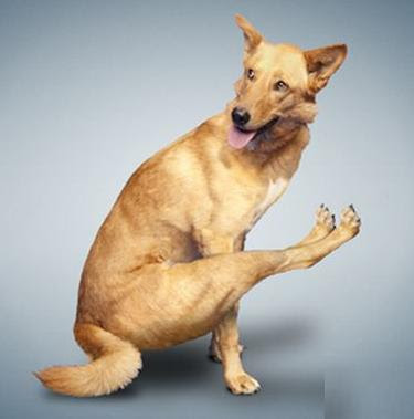 yogadogs5.jpg